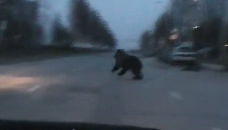 Нижневартовск: Голодный медведь в детском саду